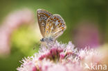 Common Blue (Polyommatus icarus)