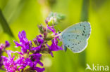 Boomblauwtje (Celastrina argiolus)