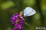 Holly Blue (Celastrina argiolus)