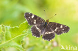 Map Butterfly (Araschnia levana)