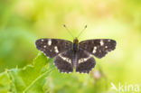 Map Butterfly (Araschnia levana)