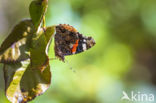 Red Admiral (Vanessa atalanta)