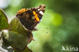 Red Admiral (Vanessa atalanta)