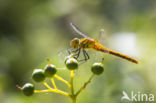 Vagrant Darter (Sympetrum vulgatum)