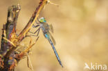 Little emperor dragonfly (Anax parthenope)