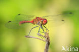 Bloedrode heidelibel (Sympetrum sanguineum)