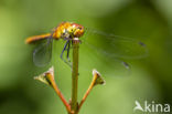 Bloedrode heidelibel (Sympetrum sanguineum)