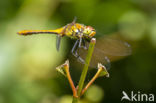 Bloedrode heidelibel (Sympetrum sanguineum)