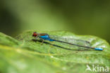 Kleine Roodoogjuffer (Erythromma viridulum)