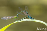 Variabele waterjuffer (Coenagrion pulchellum)