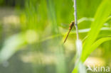 Northern Hawker (Aeshna isosceles)