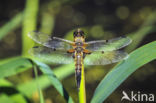 Viervlek (Libellula quadrimaculata)