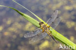 Viervlek (Libellula quadrimaculata)