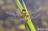 Viervlek (Libellula quadrimaculata)