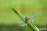 Viervlek (Libellula quadrimaculata)