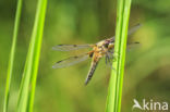 Viervlek (Libellula quadrimaculata)