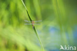 Viervlek (Libellula quadrimaculata)