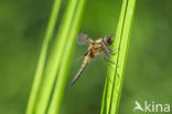 Viervlek (Libellula quadrimaculata)