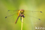 Ruddy Darter (Sympetrum sanguineum)