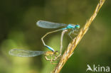 Viervlek (Libellula quadrimaculata)