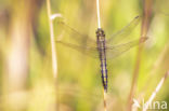 Black-tailed Skimmer (Orthetrum cancellatum)