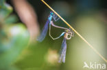 Blue-tailed Damselfly (Ischnura elegans)