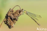 Houtpantserjuffer (Lestes viridis)