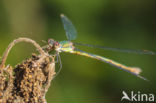 Houtpantserjuffer (Lestes viridis)