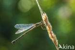 Green Emerald Damselfly (Lestes viridis)