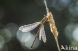 Green Emerald Damselfly (Lestes viridis)