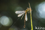 Green Emerald Damselfly (Lestes viridis)