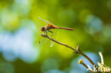 Vagrant Darter (Sympetrum vulgatum)