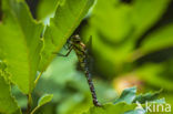 Blauwe glazenmaker (Aeshna cyanea)