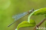 Green Emerald Damselfly (Lestes viridis)