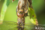 Paardenbijter (Aeshna mixta)