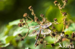 Paardenbijter (Aeshna mixta)