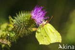 Citroenvlinder (Gonepteryx rhamni)