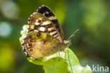 Speckled Wood (Pararge aegeria)