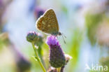 Common Blue (Polyommatus icarus)