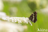 Map Butterfly (Araschnia levana)