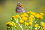 Kleine vuurvlinder (Lycaena phlaeas)