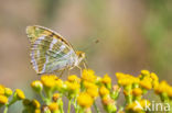 Silver-washed Fritillary (Argynnis paphia)