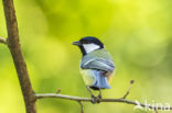 Great Tit (Parus major)