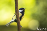 Great Tit (Parus major)