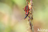 Geringde Roofwants (Rhynocoris annulatus)