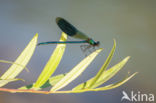 Weidebeekjuffer (Calopteryx splendens)