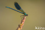 Weidebeekjuffer (Calopteryx splendens)