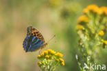 Keizersmantel (Argynnis paphia)