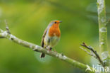 European Robin (Erithacus rubecula)