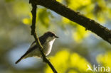 Bonte Vliegenvanger (Ficedula hypoleuca)